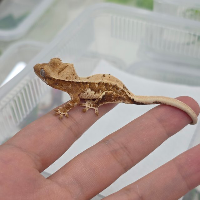 크림 릴리화이트