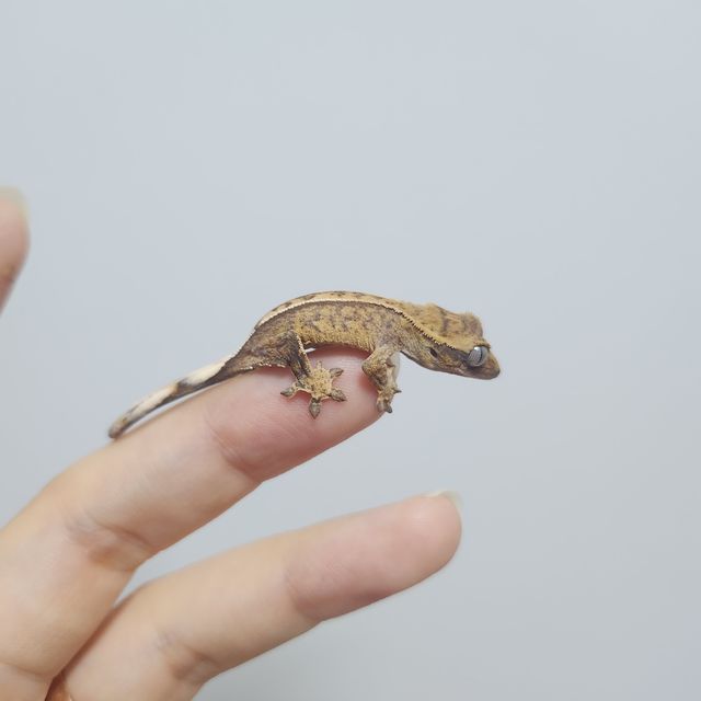 크림시클