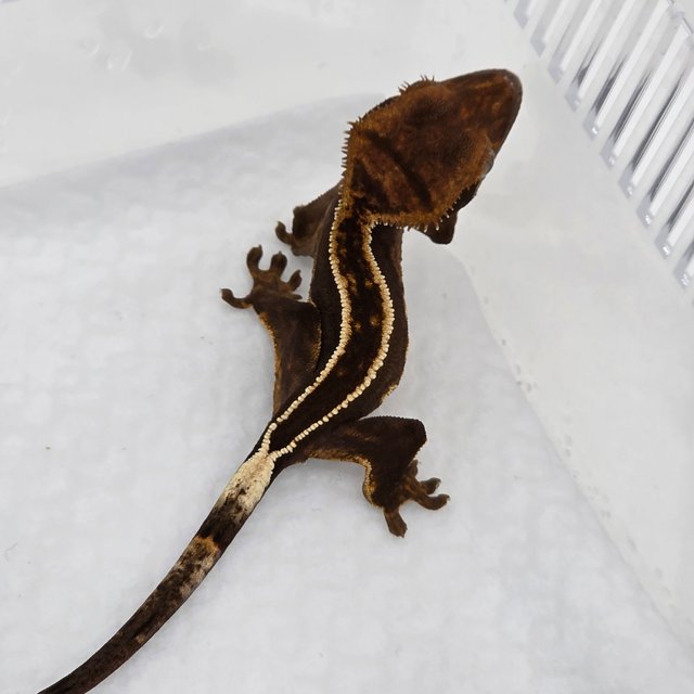 풀핀 다크 엠티백