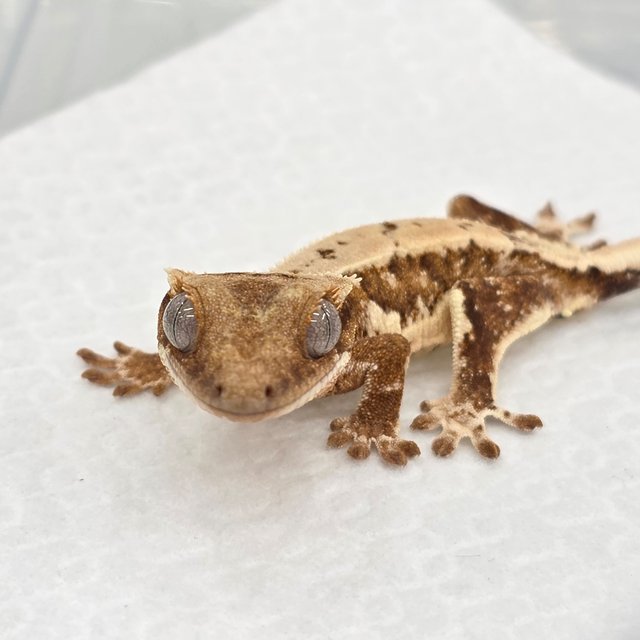 크림 릴리화이트