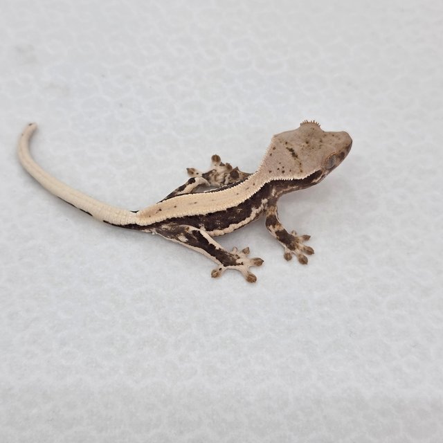 릴리100%헷아잔틱