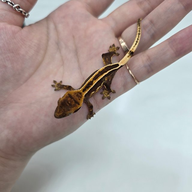 노멀 다크 풀핀 엠티백