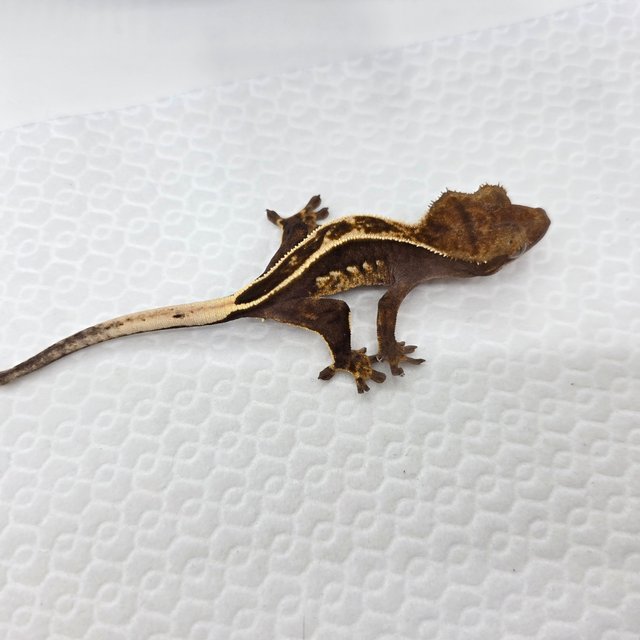 풀핀 화이트핀 엠티백