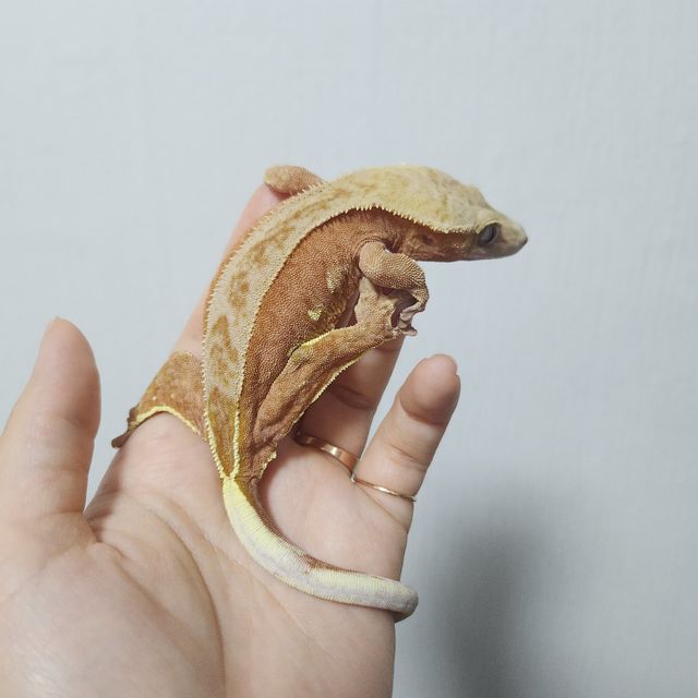 레드 팬텀