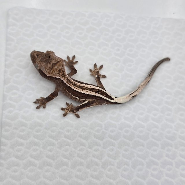 카푸치노 100%헷아잔틱