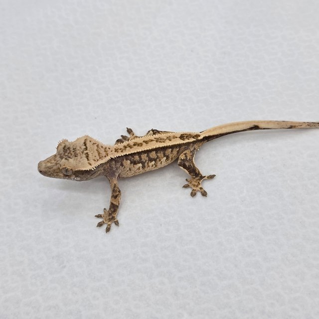 풀핀 핀스트라이프 트라이 익스트림할리퀸