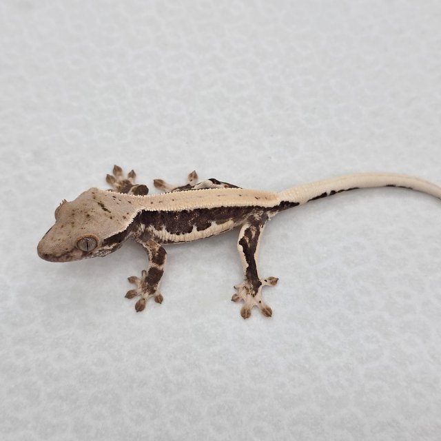 릴리100%헷아잔틱