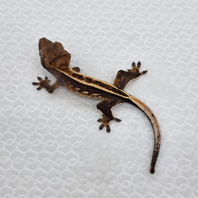 화이트핀 풀핀 엠티백