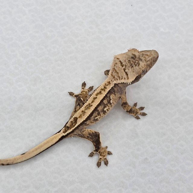 풀핀 핀스트라이프 트라이 익스트림할리퀸