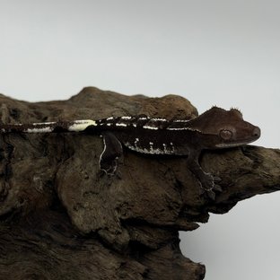 아잔틱