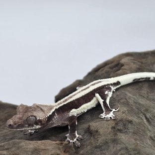 릴잔틱