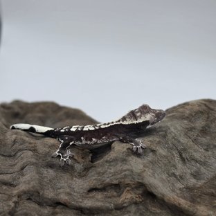 아잔틱