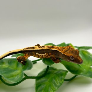 노멀 쿼드 풀핀 다크