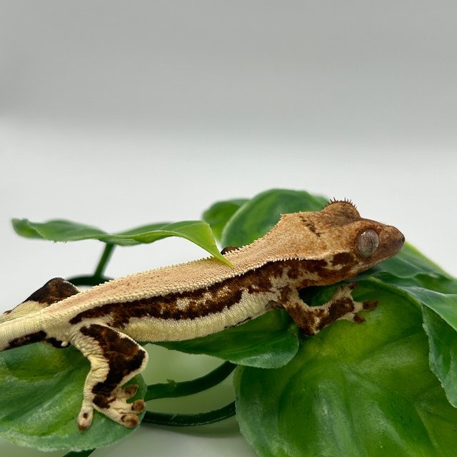 릴리화이트 솔리드백