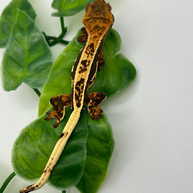 노멀 쿼드 풀핀 다크