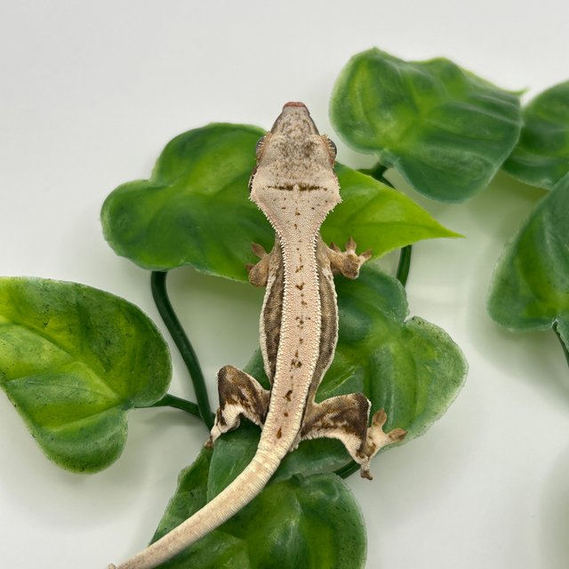 릴리화이트 풀핀