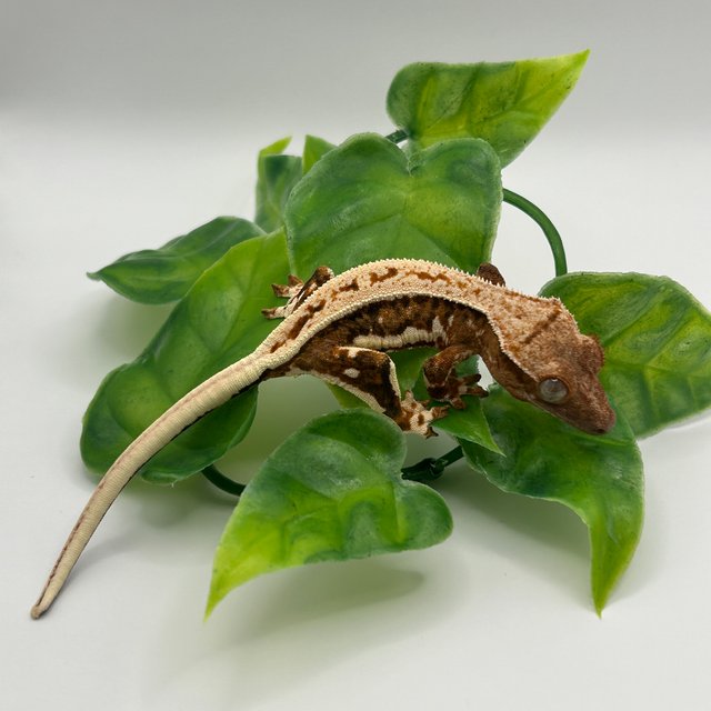 릴리화이트 풀핀