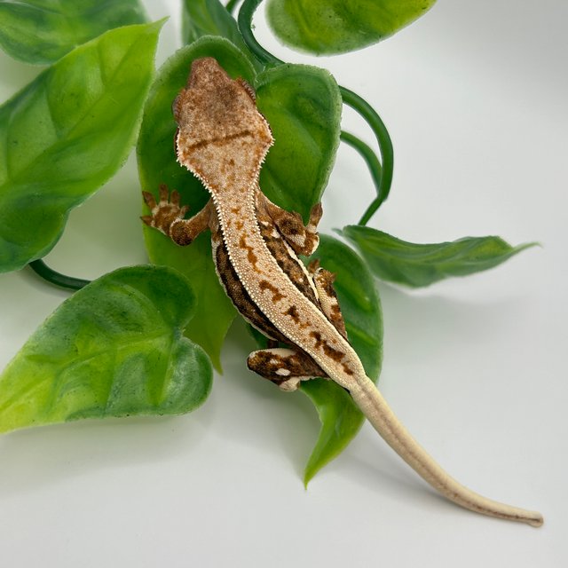 릴리화이트 풀핀