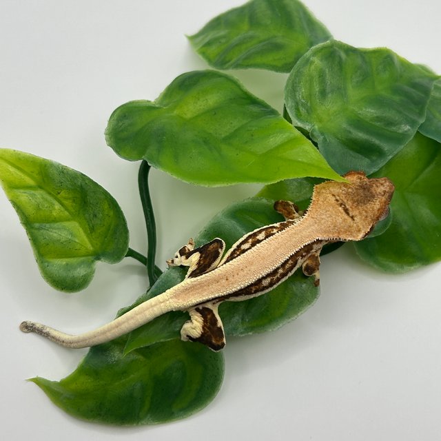 릴리화이트 솔리드백