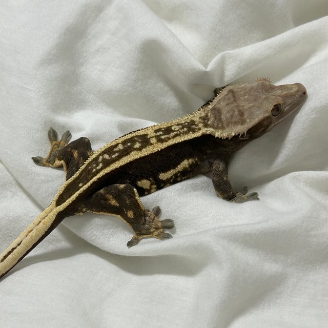 노멀 엠티백 다크