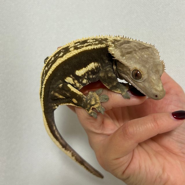 노멀 엠티백 풀핀 쿼드