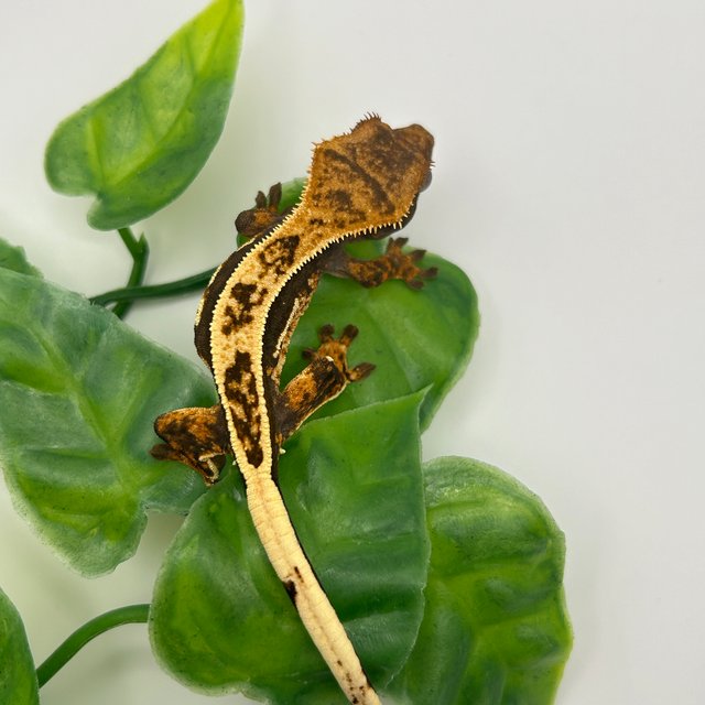 노멀 쿼드 풀핀 다크