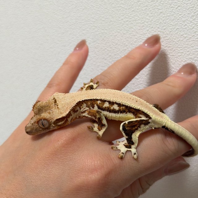 릴리화이트 솔리드백