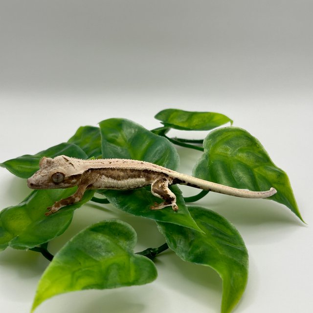 릴리화이트 풀핀