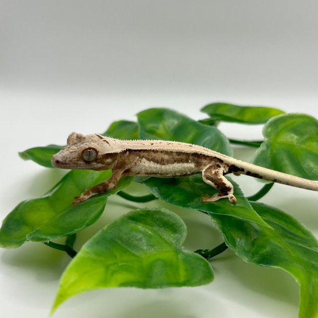 릴리화이트 풀핀