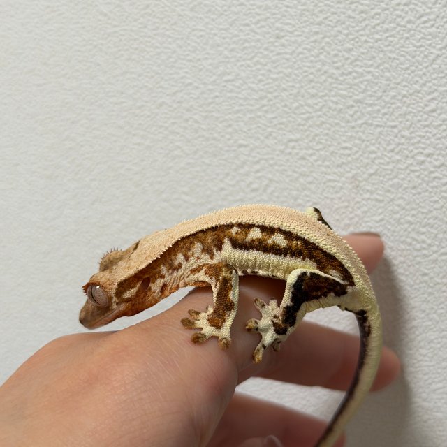 릴리화이트 솔리드백