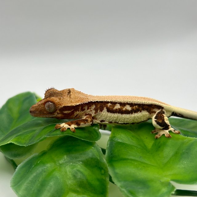 릴리화이트 솔리드백