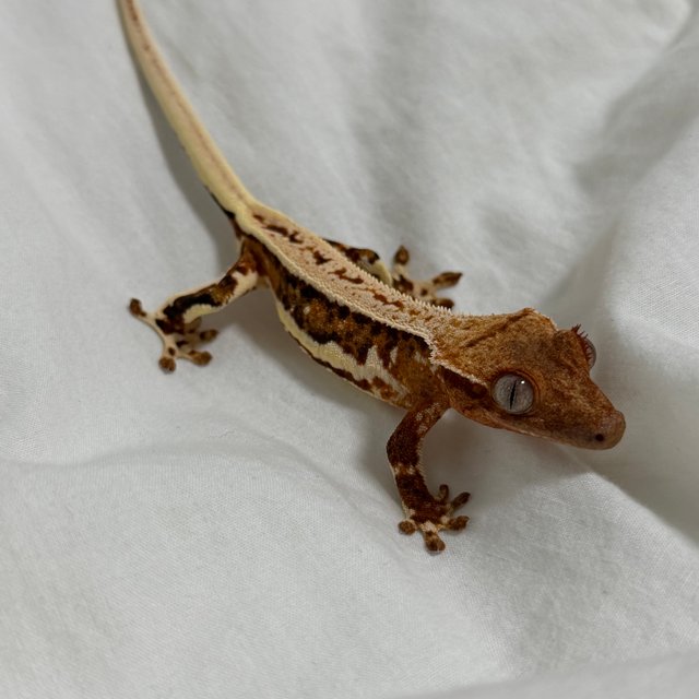 릴리화이트 풀핀