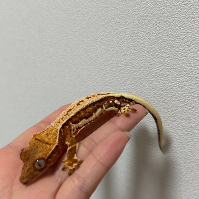 릴리화이트 풀핀