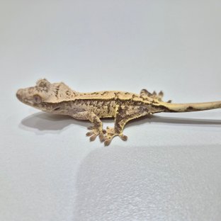 노멀 익스트림할리퀸 크림