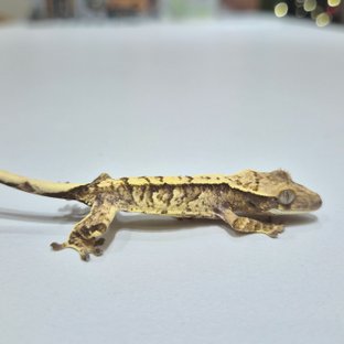 노멀 익스트림할리퀸 크림