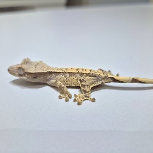 노멀 익스트림할리퀸 크림