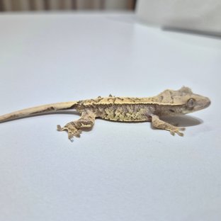 노멀 익스트림할리퀸 크림