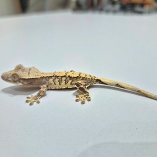 노멀 익스트림할리퀸 크림