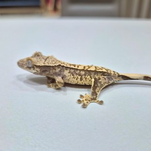 노멀 익스트림할리퀸 크림