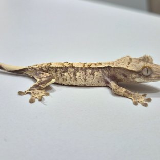 노멀 익스트림할리퀸 크림