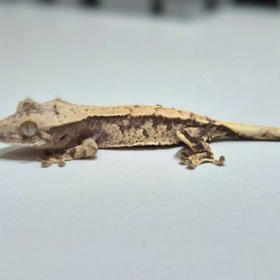 노멀 익스트림할리퀸 크림