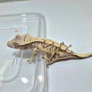 노멀 익스트림할리퀸 크림