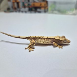 노멀 익스트림할리퀸 크림