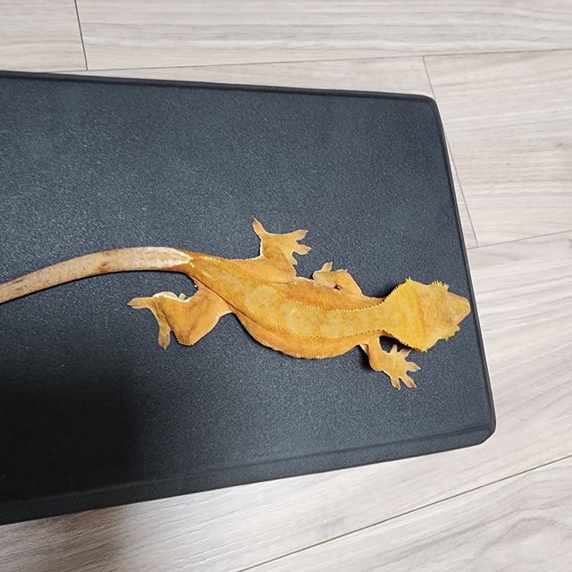 레드 바이