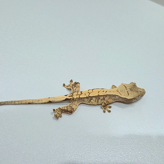 노멀 익스트림할리퀸 크림