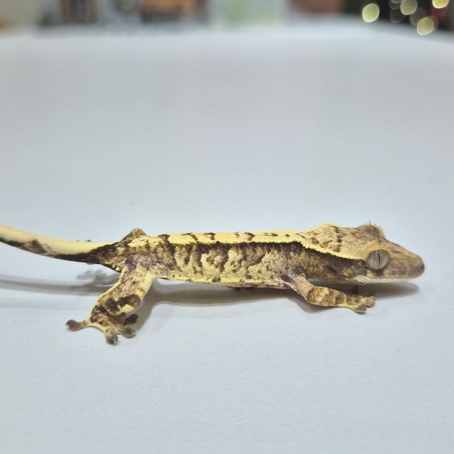 노멀 익스트림할리퀸 크림