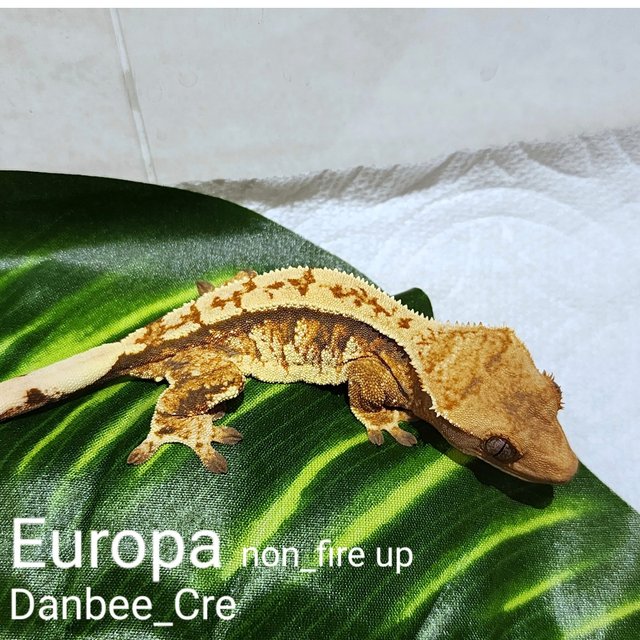 노멀 트라이 익스트림할리퀸 텐저린