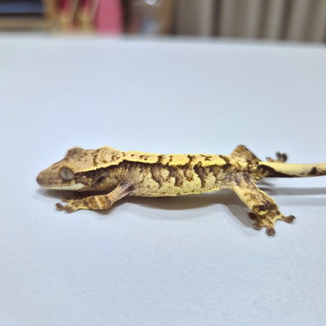 노멀 익스트림할리퀸 크림