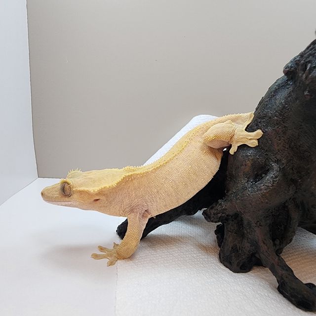 바이 레드