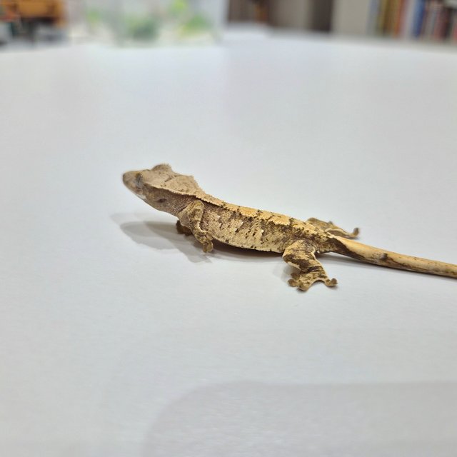 노멀 익스트림할리퀸 크림